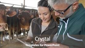  Presentation with veterinary cow - PPT theme consisting of veterinary in cow shed background and a gray colored foreground