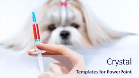  Presentation with medical hand - Slide set enhanced with veterinary pharmacy - shih tzu dog and medical background and a  colored foreground