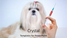  Presentation with medical pharmacy - PPT theme consisting of veterinary pharmacy - shih tzu dog and medical background and a  colored foreground