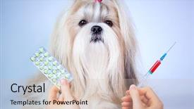  Presentation with treatment - PPT theme enhanced with veterinary pharmacy - shih tzu dog treatment focus background and a  colored foreground