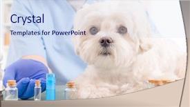  Presentation with homeopathic - PPT theme featuring veterinary pharmacy - vet holding homeopathic globules background and a sky blue colored foreground