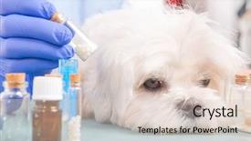  Presentation with homeopathic - Beautiful presentation theme featuring veterinary pharmacy - vet holding homeopathic globules backdrop and a lemonade colored foreground