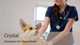  Presentation with veterinary - PPT theme having veterinary surgeon and corgi dog background and a mint green colored foreground