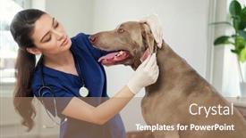  Presentation with veterinary - Cool new presentation theme with veterinary-surgeon-and-weimaraner-dog backdrop and a coral colored foreground