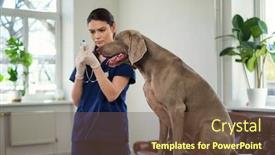  Presentation with veterinary - Slides with veterinary-surgeon-and-weimaraner-dog background and a tawny brown colored foreground