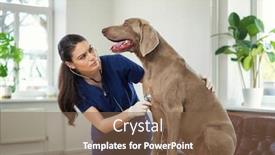  Presentation with veterinary - Slide deck with veterinary-surgeon-and-weimaraner-dog background and a tawny brown colored foreground