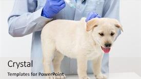  Presentation with veterinary - Slides enhanced with veterinary surgeon is giving background and a soft green colored foreground