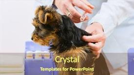  Presentation with veterinary - Beautiful slide deck featuring veterinary treatment - vaccinating the yorkshire backdrop and a tawny brown colored foreground