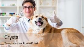  Presentation with metabolic doctor examining - Presentation design with vials - doctor examining golden retriever dog background and a coral colored foreground