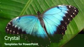  Presentation with vibrant blue - Beautiful presentation design featuring vibrant blue butterfly -morpho peleides backdrop and a tawny brown colored foreground