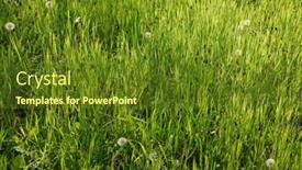  Presentation with grass - Audience pleasing PPT theme consisting of vibrant-green-grass-grassy-meadow backdrop and a tawny brown colored foreground