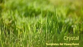 Presentation with grass - Slide deck consisting of vibrant-green-grass-grassy-meadow background and a tawny brown colored foreground