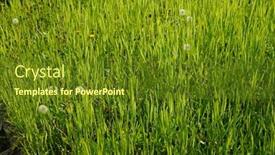  Presentation with grass - PPT theme with vibrant-green-grass-grassy-meadow background and a tawny brown colored foreground