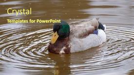  Presentation with nature river - PPT theme enhanced with vibrant-green-head-duck-amidst and a tawny brown colored foreground