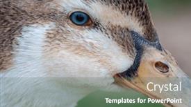  Presentation with waterways - Theme consisting of vibrant-green-head-duck-amidst and a ocean colored foreground