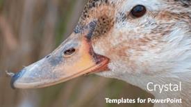  Presentation with nature river - Slides with vibrant-green-head-duck-amidst and a violet colored foreground