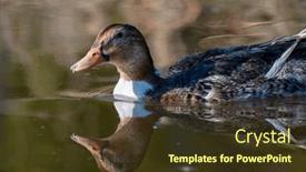  Presentation with waterways - PPT layouts featuring vibrant-green-head-duck-amidst and a tawny brown colored foreground