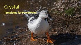  Presentation with nature river - Slides enhanced with vibrant-green-head-duck-amidst and a tawny brown colored foreground