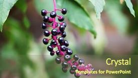  Presentation with grape - Amazing theme having vibrant green vineyard - branch with wild grape closeup backdrop and a tawny brown colored foreground