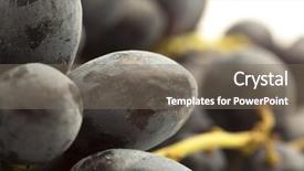  Presentation with grape vine black grapes - Presentation having vibrant green vineyard - extreme closeup of a fresh background and a  colored foreground