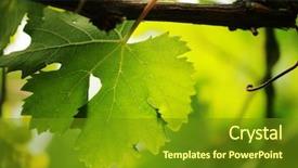  Presentation with grapevine - Cool new presentation theme with vibrant green vineyard - grape leaf on grapevine close-up backdrop and a tawny brown colored foreground
