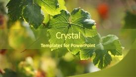  Presentation with grapevine - PPT theme featuring vibrant green vineyard - grape leaves on grapevine shallow background and a tawny brown colored foreground