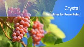  Presentation with nature countrysice - Slide deck consisting of vibrant green vineyard - ripe grape nature composition background and a teal colored foreground