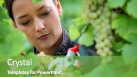  Presentation with grape vine - Presentation theme with vibrant green vineyard - woman pruning grape vine background and a seafoam green colored foreground