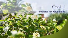  Presentation with green-leaves - Presentation design with vibrant-lantana-flowers-blossom-against and a sky blue colored foreground