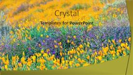  Presentation with bounce - PPT layouts enhanced with vibrant-orange-poppies-mixed background and a gold colored foreground