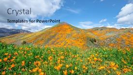  Presentation with bounce - PPT theme consisting of vibrant-orange-poppies-mixed background and a light blue colored foreground