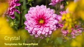  Presentation with dahlia - Beautiful PPT theme featuring vibrant-pink-dahlia-flower backdrop and a tawny brown colored foreground