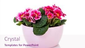  Presentation with bloom - Cool new presentation theme with vibrant-pink-potted-primrose backdrop and a lemonade colored foreground