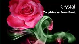  Presentation with pink rose - Slide deck consisting of vibrant pink roses - fantastic rose in the colored background and a black colored foreground