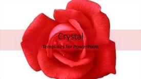  Presentation with red and white rose petals - Audience pleasing presentation theme consisting of vibrant pink roses - single red rose isolated backdrop and a red colored foreground