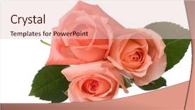  Presentation with pink rose - Presentation theme with vibrant pink roses - three pale rose isolated background and a lemonade colored foreground