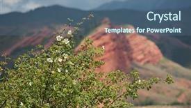  Presentation with wild flower - Slide set enhanced with vibrant pink roses - white flower wild rose background and a ocean colored foreground