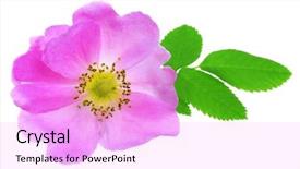  Presentation with white rose - Slides consisting of vibrant pink roses - wild rose isolated on white background and a lavender colored foreground