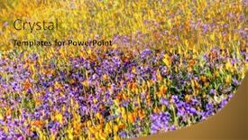  Presentation with bounce - Cool new theme with vibrant-poppies-blooming backdrop and a gold colored foreground