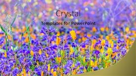  Presentation with bounce - Beautiful PPT layouts featuring vibrant-poppies-blooming backdrop and a light blue colored foreground