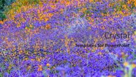  Presentation with bounce - Colorful PPT theme enhanced with vibrant-poppies-blooming backdrop and a coral colored foreground