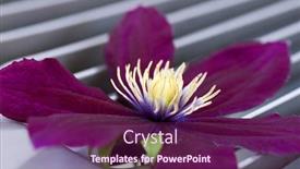  Presentation with clematis - Audience pleasing PPT layouts consisting of vibrant-purple-clematis-flower backdrop and a violet colored foreground