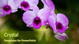  Presentation with orchid - Audience pleasing slide deck consisting of vibrant purple tropical orchid flower backdrop and a tawny brown colored foreground