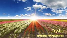  Presentation with airplane night sky cloud - Presentation having vibrant tulips field with cloudy background and a tawny brown colored foreground
