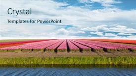  Presentation with tulips - Cool new PPT theme with vibrant tulips field with cloudy backdrop and a  colored foreground