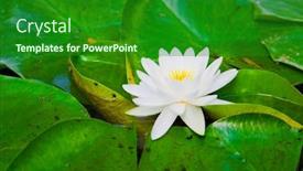  Presentation with water lilly - Colorful theme enhanced with vibrant water lilly backdrop and a forest green colored foreground