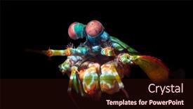  Presentation with shrimp - Cool new theme with vibrantly-colorful-mantis-shrimp-lit backdrop and a wine colored foreground