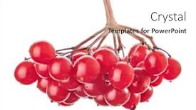  Presentation with branch - PPT theme having viburnum-branch-isolated-on-white background and a white colored foreground