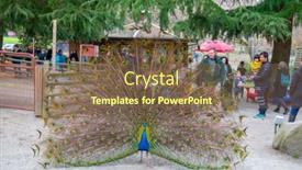  Presentation with peacock - 