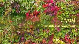  Presentation with purple green - Presentation theme featuring victoria creeper five-leaved ivy background and a tawny brown colored foreground